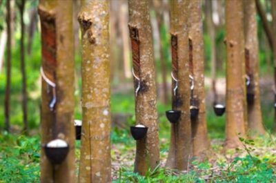 rubbertrees
